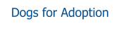 Dogs for Adoption