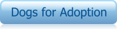 Dogs for Adoption